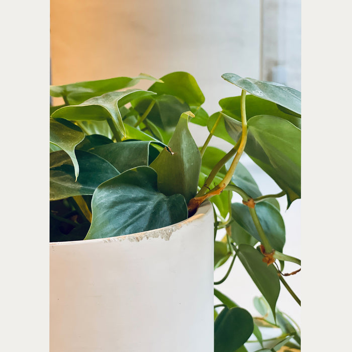 KOS plantenpot, crème